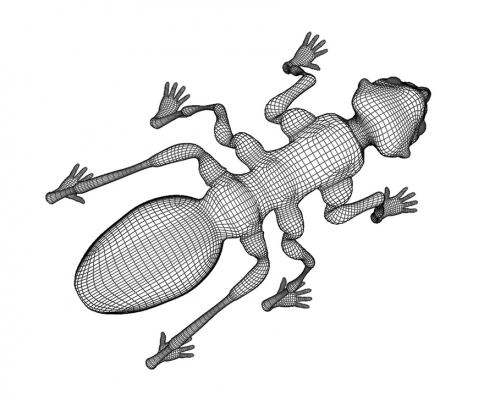 Human-Ant