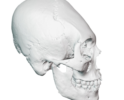 3D model of the skull from Atzgersdorf in profile view