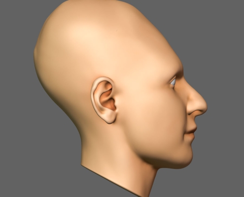 Profile view of the right side of the head with texture