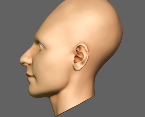 Profile view of the left side of the head with texture