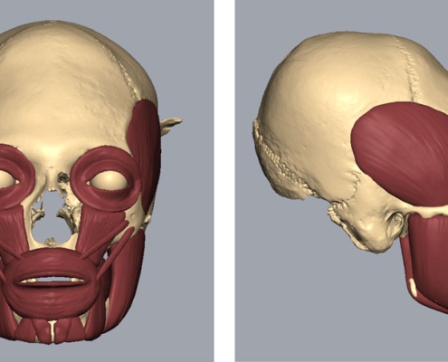 3D digital reconstruction with the muscle structure