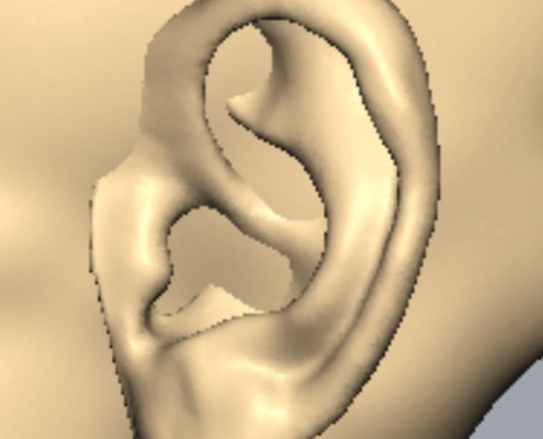 Detail of the ear