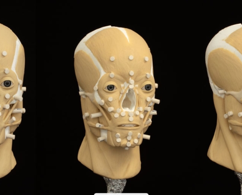 3D manual reconstruction with the muscle structure