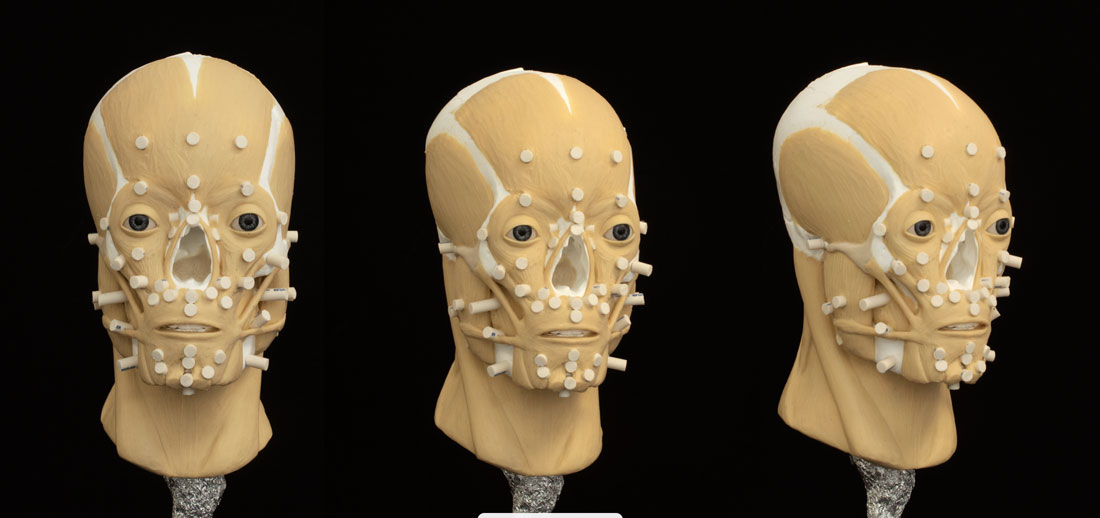 3D manual reconstruction with the muscle structure
