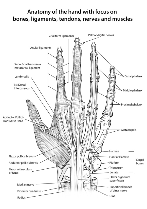 Anatomy of the hand with focus on bones, ligaments, tendons, nerves and muscles