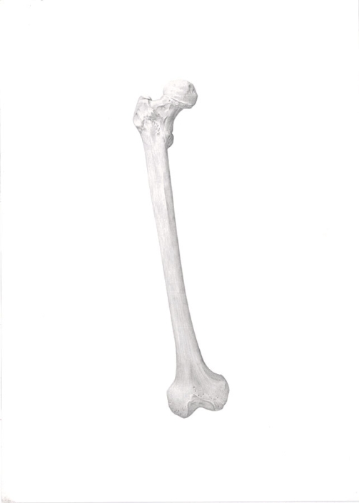 Femur drawing
