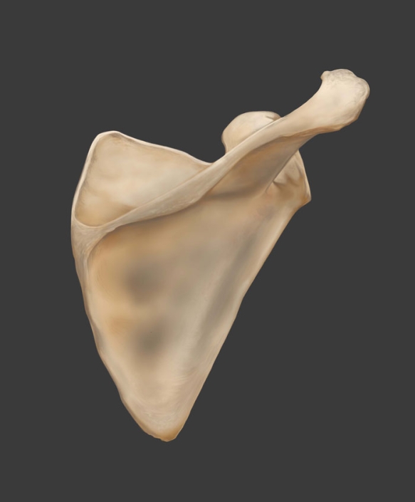 Scapula Illustration